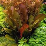 INVITAL Echinodorus compacta