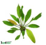 INVITAL Echinodorus Devils Eye (Kosaras Holland Ø 5, 5 cm)