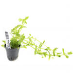 INVITAL Gratiola viscidula (Cserép Ø 5, 5 cm)