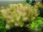 INVITAL Rotala najean / sp. Vietnam (Cserép Ø 5, 5 cm)