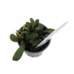 INVITAL Bucephalandra "Mini Red" (IN-VITRO pohár Ø 7 cm)