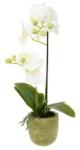  Selyemvirág Lepkeorchidea 2 ágú, kaspóban műanyag 46cm fehér, zöld (10E-103/104X10S4)