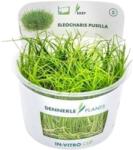 Dennerle Plants Eleocharis pusilla CUP - 1 db
