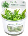 Dennerle Plants Cryptocoryne wendtii 'Broad Leaf' CUP - 1 db