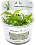 Dennerle Plants Cryptocoryne usteriana CUP - 1 db