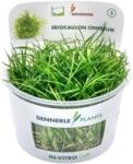 Dennerle Plants Eriocaulon cinereum CUP - 1 db