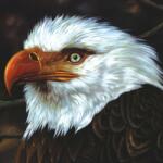 Mogwai Hawk Is Howling - facethemusic - 10 490 Ft