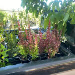  Oszlopos japán borbolya - Berberis thunberghii ’Red Rocket’ - Konténeres