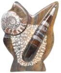 R. M. ékszer Álló Ortocerász és Ammonitesz fosszília dísz 15cm - Marokkói barna kőzet (109087)