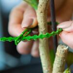 Garden of Eden Oldható növénykötöző szett - 40 db - 165 mm Garden of Eden 11490 (11490)