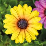 Garden of Eden Kerti dekoráció - virág - 7, 5 cm - 4 db / csomag Garden of Eden 11695 (11695) - tutiar