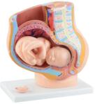  Terhes nő medencéje- modell