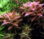 INVITAL Proserpinaca palustris Cuba (IN-VITRO pohár Ø 7 cm)