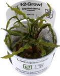 Tropica Cryptocoryne crispatula CUP - 1 db