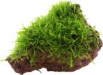 Tropica Taxiphyllum barbieri lávakövön - 1 db