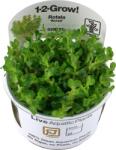 Tropica Rotala indica 'Bonsai' CUP - 1 db