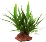 Tropica Microsorum pteropus lávakövön - Kicsi