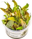 Tropica Cryptocoryne undulata 'Broad Leaf' CUP - 1 db