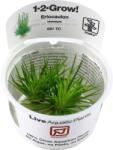 Tropica Eriocaulon cinereum CUP - 1 db