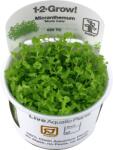 Tropica Micranthemum tweediei 'Monte Carlo' CUP - 1 db