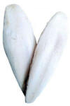  Szepia csont 20cm (+/-3cm) 10db