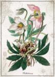 Interdruk - Puzzle Helleborus botanic - 1 000 piese Puzzle