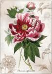 Interdruk - Puzzle Botanic Peony - 1 000 piese