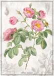 Interdruk - Puzzle Botanic Rose - 1 000 piese