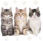 POL-MAK Cicás Three Beautiful szalvéta 20 db-os 33x33 cm PKK032613 (PKK032613)