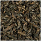 Tropical Crickets 250 ml/25 g szárított tücskök hüllőknek