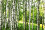 DIMEX ART Флизелинов фототапет брезова гора 375 x 250 см