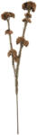 Clayre & Eef Floare artificiala maro 6x6x58 cm (6PL0399CH)