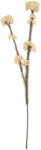 Clayre & Eef Floare artificiala alba maro 6x6x58 cm (6PL0399W)