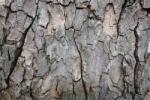 DIMEX ART Флизелинов фототапет кора на дърво 375 x 250 см