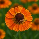  Helenium autumnale 'HayDay Orange' - Őszi napfényvirág