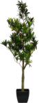  EUROPALMS Podocarpus tree, artificial plant, 90cm (82511520)