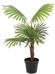  EUROPALMS Fan Palm, artificial plant, 88cm (82509301)