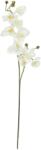  EUROPALMS Orchid branch, artificial, cream-white, 100cm (82530323)