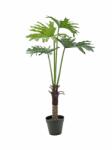  EUROPALMS Split Philo Plant, artificial, 120cm (82600222)