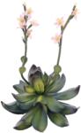 EUROPALMS Houseleeks (EVA), artificial plant, pink, 32cm (82530572)