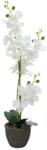  EUROPALMS Orchid, artificial plant, white, 80cm (82530362)