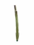  EUROPALMS Reed grass with cattails, light green, artificial, 152cm (82505855)