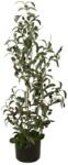  EUROPALMS Olive tree, artificial plant, 90 cm (82506422)