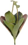  EUROPALMS Water Lily (EVA), artificial plant, closed, green, 45cm (82530575)
