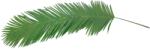  EUROPALMS Coconut King Palm Branch, artificial, 180cm (82509847)
