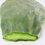  Fügekaktusz hajtás | tüske nélkül - növényevő hüllők részére ~ 175 g /negyed