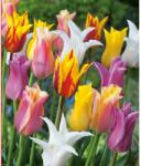 Benex 5 db-os Kapers Tulipán virághagyma- Liliomvirágú Tulipán Mix 11/12 (K87M)