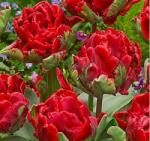 Benex 5 db-os Kapers Tulipán virághagyma-Tulipán Rococo zöld-piros 11/12 (K93C)