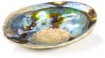 Phoenix Import Coajă de abalone curcubeu Paua Haliotis Iris pentru arderea mănunchiurilor