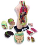 Miniland Set Anatomia Umana 50 cm (ML99020)